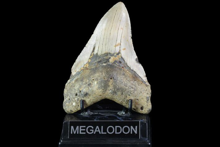Fossil Megalodon Tooth - North Carolina #86970
